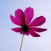 女生微信花卉头像唯美花卉美女头像图片