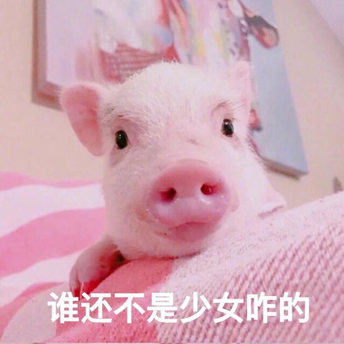 快手搞笑医生头像猪猪