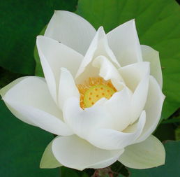 漂亮的莲花微信头像属相