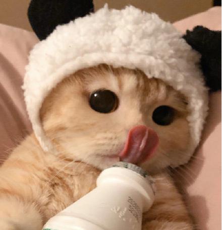 520橘猫情侣头像听说有人很喜欢这组情头安排