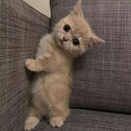 猫中柯基了小短腿真的很可爱