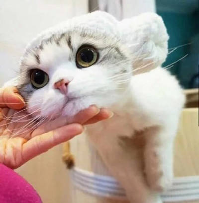 猫头像可爱微信头像头像