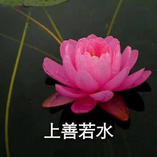 7月必备100张微信头像,赶快换上