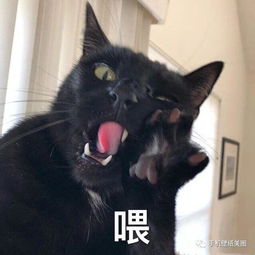 沙雕头像,抖音超火的头像