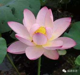 一座被莲海包围的小山村,美了千年