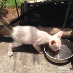 漂亮蓝眼睛的猫咪