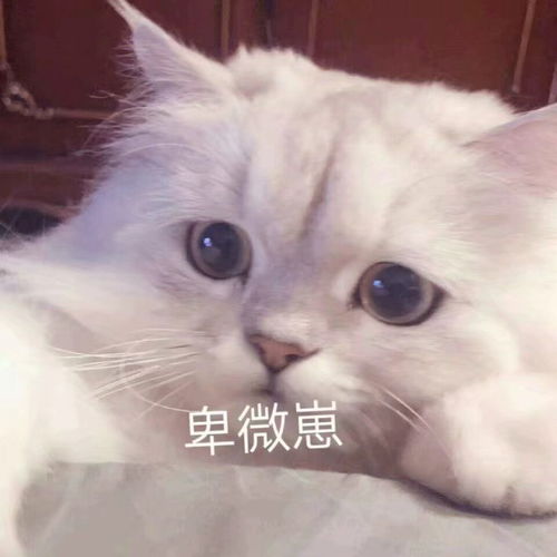 可爱搞笑又沙雕的表情包大全