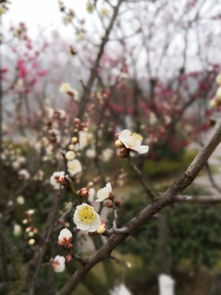 观花2019之张家港香山梅岭看梅花