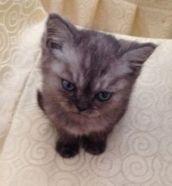 请问这只蓝眼睛的猫是什么品种