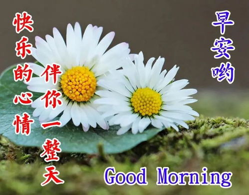 8张漂亮春日早上好图片鲜花带字,春天最美风景早安图片带祝福语