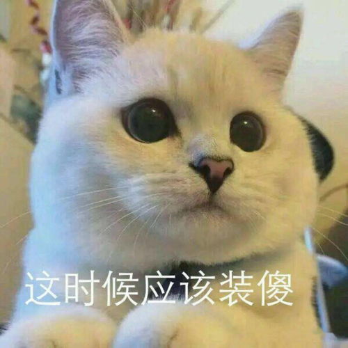 博物不开玩笑,猫已经当了几千年的主子