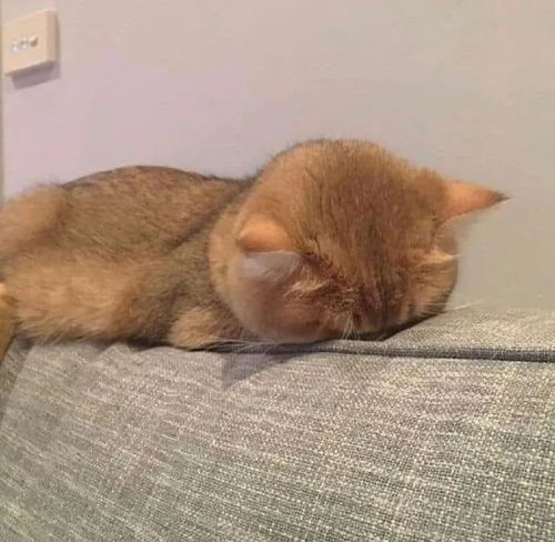 小猫咪头像