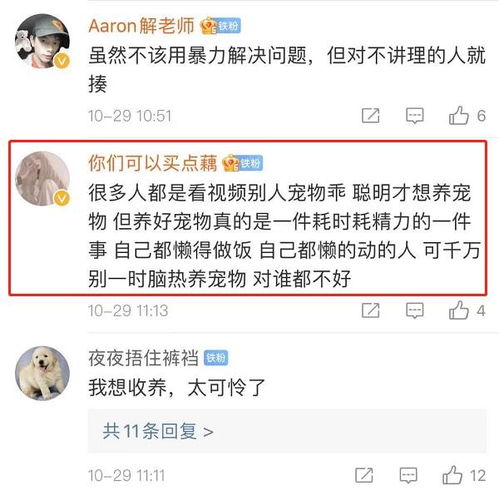 上海2岁金毛被主人长期锁楼道,不给食物和水,饿的像几个月大小