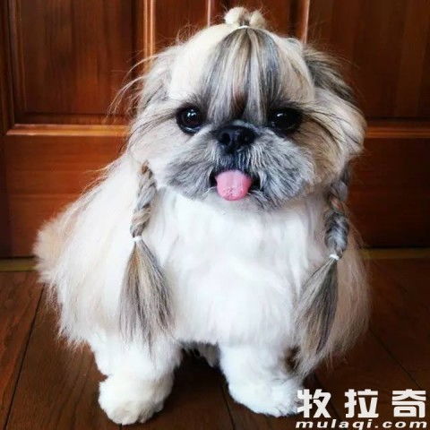 怎样让狗狗远离寄生虫