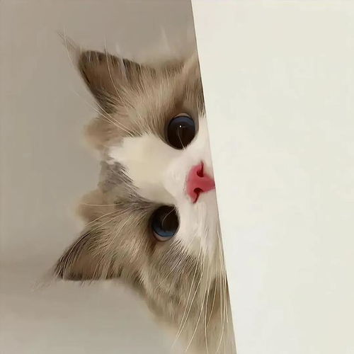 猫咪头像ins高级质感便士