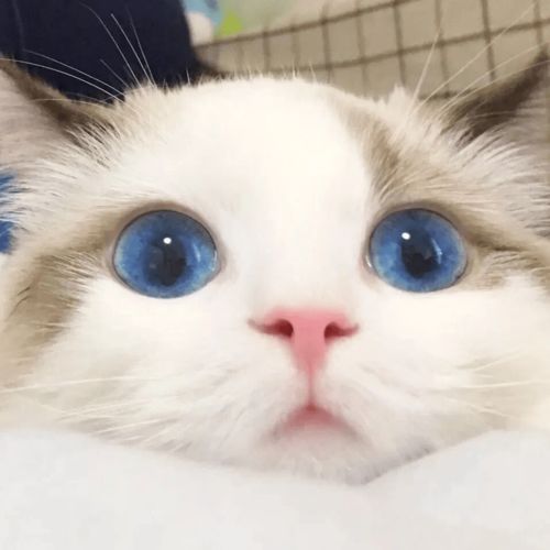 头像微信头像good