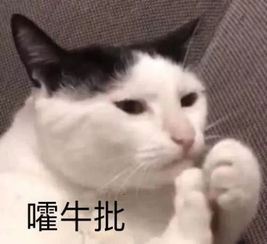 直播结婚,直播生子,如今终于直播离婚了