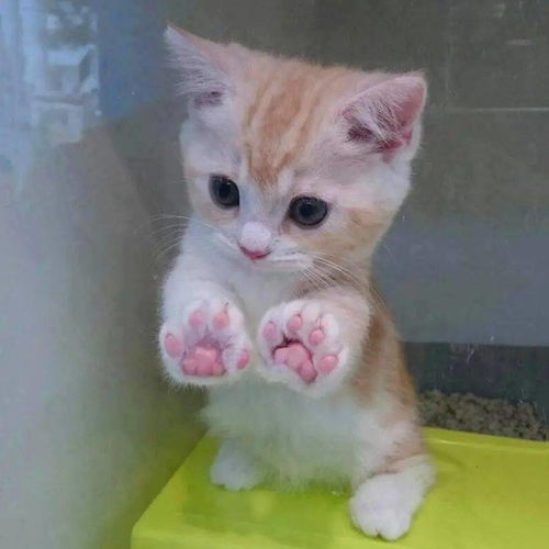 猫猫头像ins高级质感女生