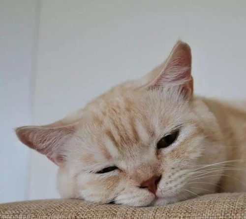最后一次劝告很多人得了这几种病,是因为养了猫