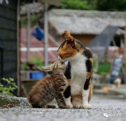 流浪猫妈妈和她的孩子,好温馨的画面