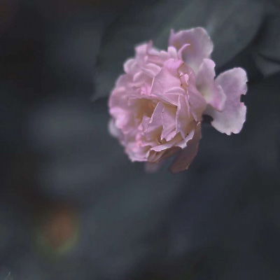 微信头像风景花朵图片花卉