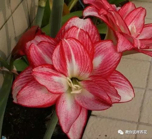 养朱顶红,注意这几点,开花漂亮鲜艳