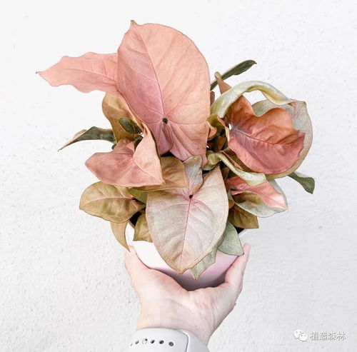 6种不会凋谢的叶子花让冬天的家更美