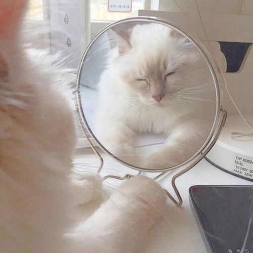 猫头像可爱微信头像宠物