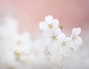 微信头像图片大全清新头像