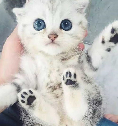 蓝眼睛猫咪头像ins