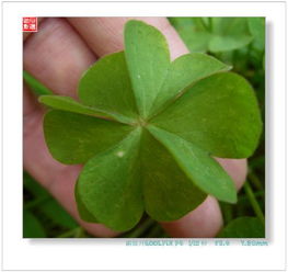 幸运草微信头像叶子