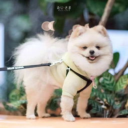 泰国高颜值男主带着自家博美犬火爆ins,这满屏的日系风太诱人啦