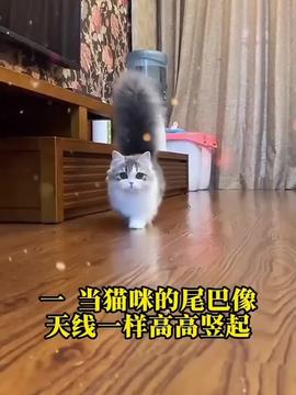 小橘子考试得了0分快来安慰它一下吧神奇动物在抖音喵星人动物成精神奇动物看这里小猫治愈世界