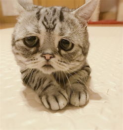 猫咪头像ins高级质感量产