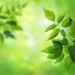 快手头像清晰的绿茶叶