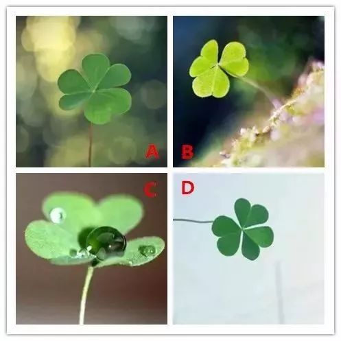 你会想要哪棵四叶草测你下月的好运指数