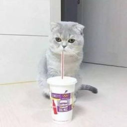 猫咪头像,我也想有一直刘二豆一样有趣的猫咪