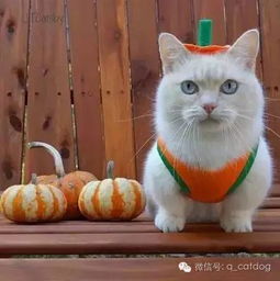 这只猫在ins上人气相当高是只萌点满分的小短腿