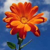 美丽的花朵图片头像漂亮美丽花朵头像