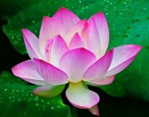 6月上旬,4属相富贵花开,报喜鸟来,惊喜不断,好运连连