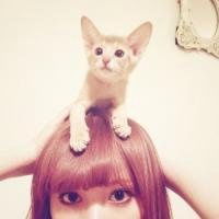 抱着猫的女生头像微信头像图片大全