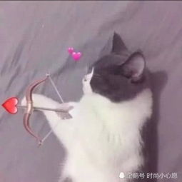甜蜜撒狗粮系列.情头你不是宇宙,但你是我的全世界
