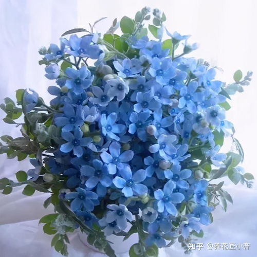 开花植物中蓝色很少见,如果你喜欢蓝色花,给大家推荐17种