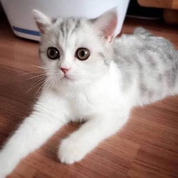 微信头像尺寸是多少猫咪