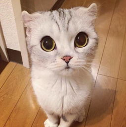 这只猫,因为有世界上最大的眼睛而圈粉无数
