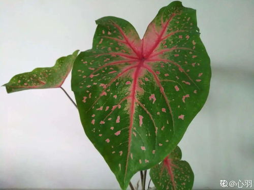 1种绿植特上档次,叶子五彩斑斓,像打翻了调色板