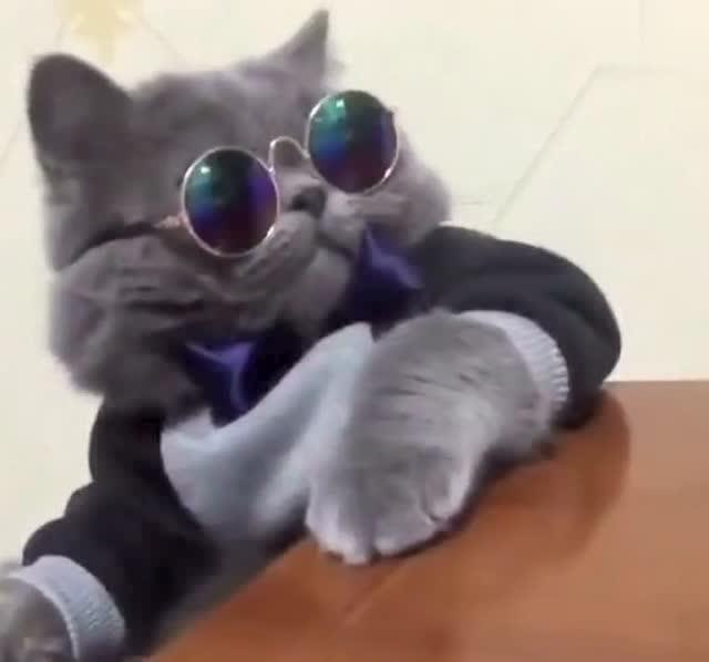 快手网红都没有这只猫咪霸气,你看小家伙的这个范儿