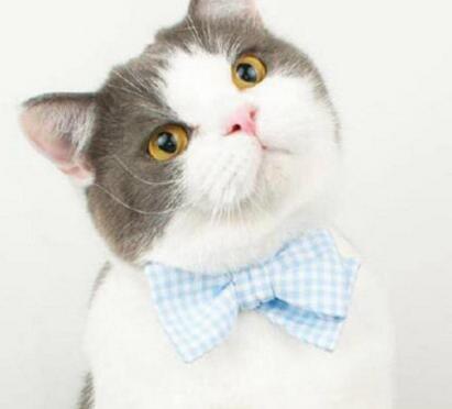 抖音吸引猫的声音原视频小奶猫叫吸引猫咪的声音分享