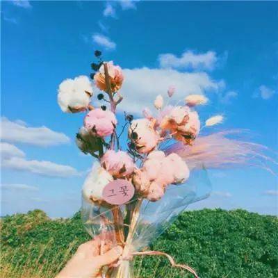微信头像象征着好运的花卉头像