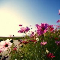 花朵头像风景图片微信头像图片大全
